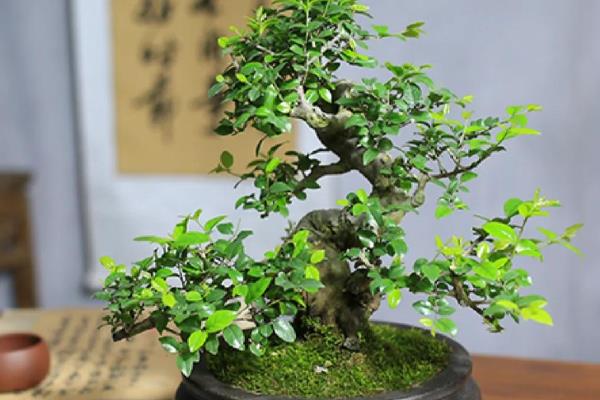 雀梅盆景怎么修剪，株高达到8厘米时要摘心