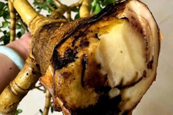 玉树花叶子发软的原因，是由于缺水所致