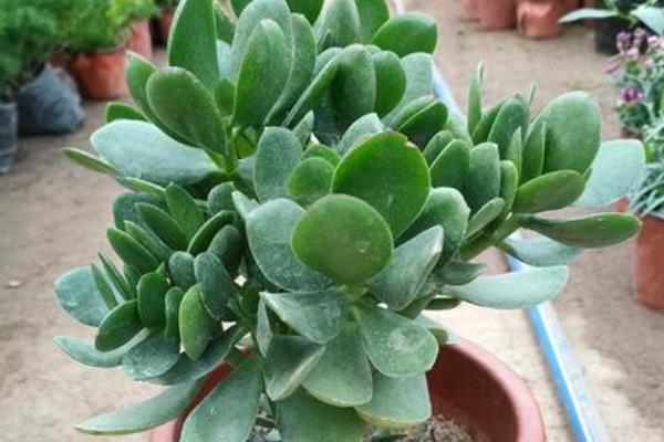 玉树花叶子发软的原因，是由于缺水所致