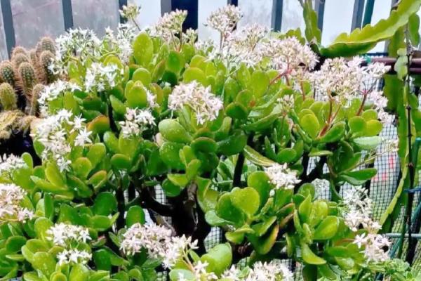 玉树花叶子发软的原因，是由于缺水所致