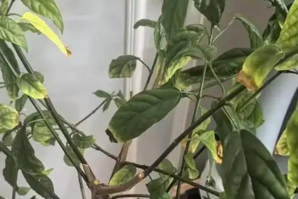 垂丝茉莉的叶子为何会发黑,可能是叶斑病、浇水不当等因素造成