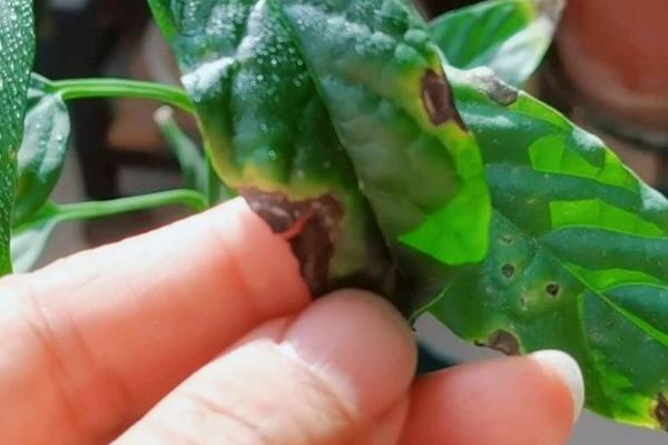 垂丝茉莉的叶子为何会发黑,可能是叶斑病、浇水不当等因素造成