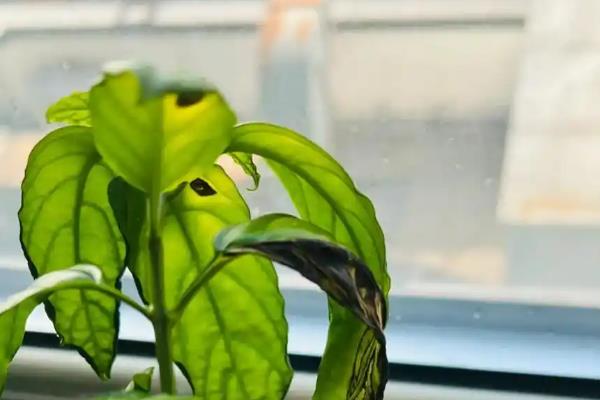 垂丝茉莉的叶子为何会发黑,可能是叶斑病、浇水不当等因素造成