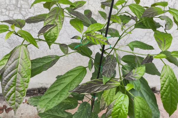 垂丝茉莉的叶子为何会发黑,可能是叶斑病、浇水不当等因素造成