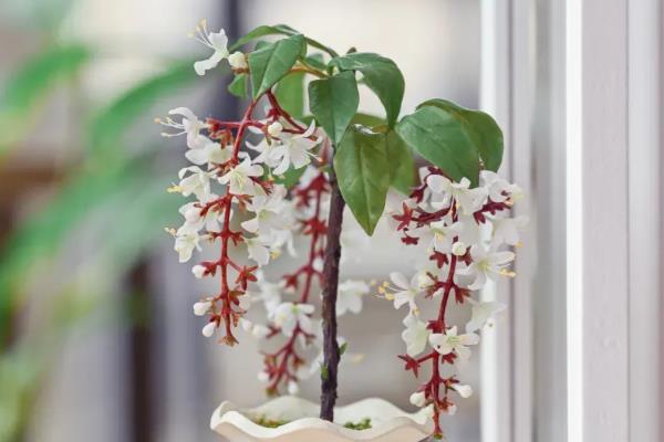 垂丝茉莉的叶子为何会发黑,可能是叶斑病、浇水不当等因素造成