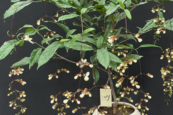 垂丝茉莉的叶子为何会发黑,可能是叶斑病、浇水不当等因素造成