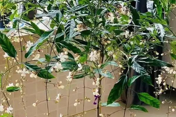 垂丝茉莉的叶子为何会发黑,可能是叶斑病、浇水不当等因素造成