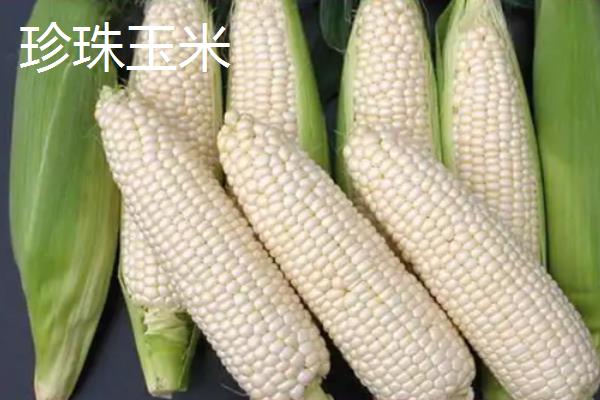 珍珠玉米和普通玉米的区别,产地、颜色、口感等方面都不同