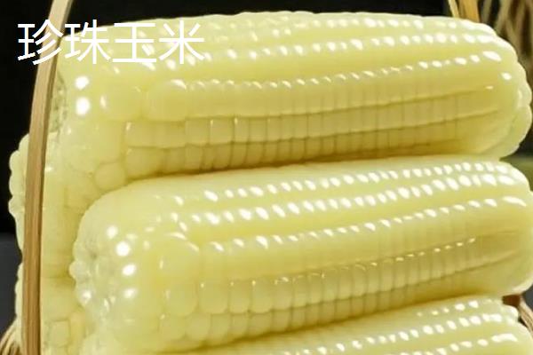 珍珠玉米和普通玉米的区别,产地、颜色、口感等方面都不同