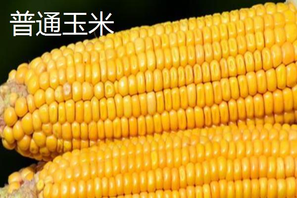 珍珠玉米和普通玉米的区别,产地、颜色、口感等方面都不同
