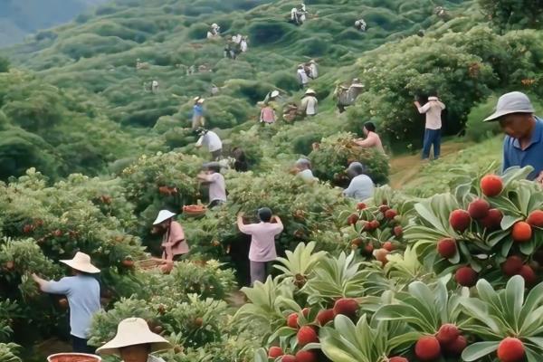 怎么防治杨梅上面的果蝇，果实成熟期可使用胺氯菊酯熏烟剂