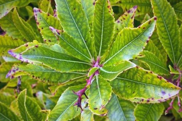 怎么防治杨梅上面的果蝇，果实成熟期可使用胺氯菊酯熏烟剂