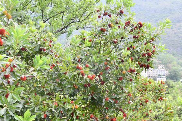 怎么防治杨梅上面的果蝇，果实成熟期可使用胺氯菊酯熏烟剂
