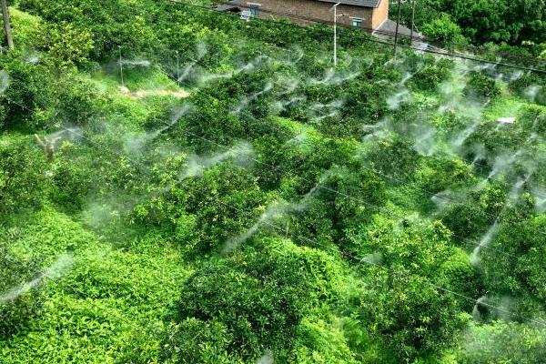 怎么防治杨梅上面的果蝇，果实成熟期可使用胺氯菊酯熏烟剂