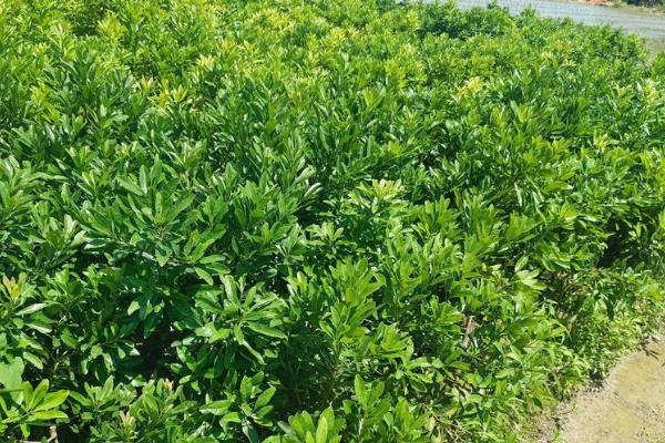 怎么防治杨梅上面的果蝇，果实成熟期可使用胺氯菊酯熏烟剂