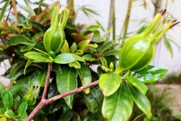 栀子花会不会结果，部分品种会结果