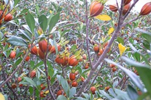 栀子花会不会结果，部分品种会结果