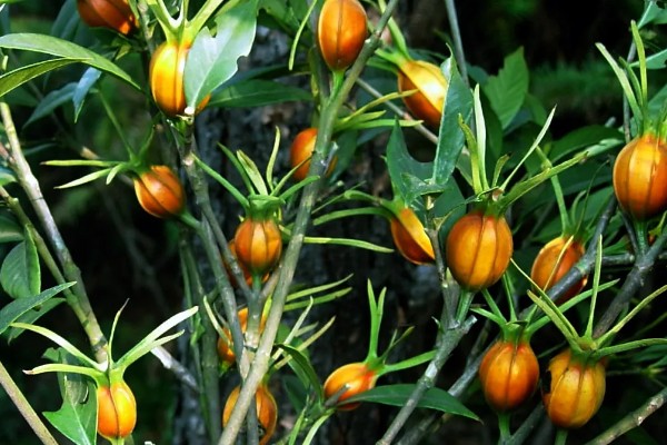 栀子花会不会结果，部分品种会结果