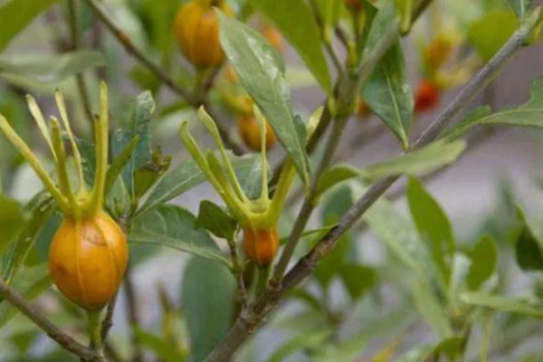 栀子花会不会结果，部分品种会结果