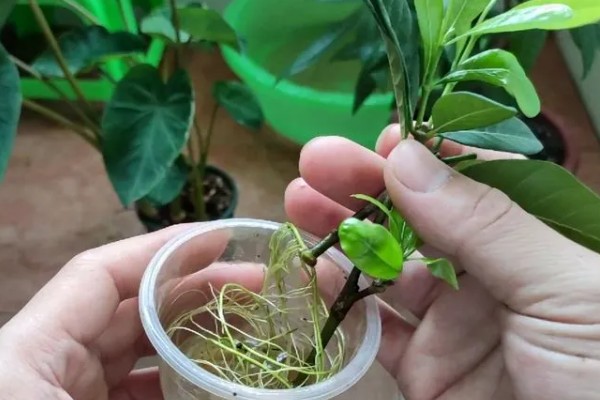 栀子花会不会结果，部分品种会结果