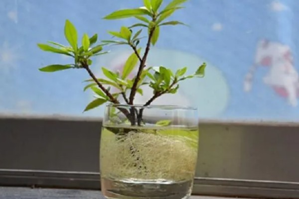 栀子花会不会结果，部分品种会结果