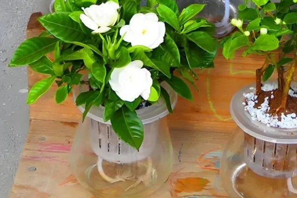 栀子花会不会结果，部分品种会结果