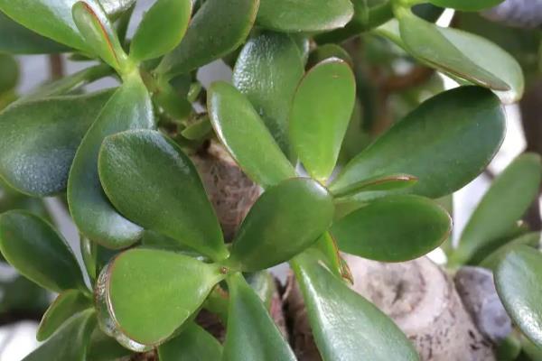 玉树花叶子发软的原因，是由于缺水所致