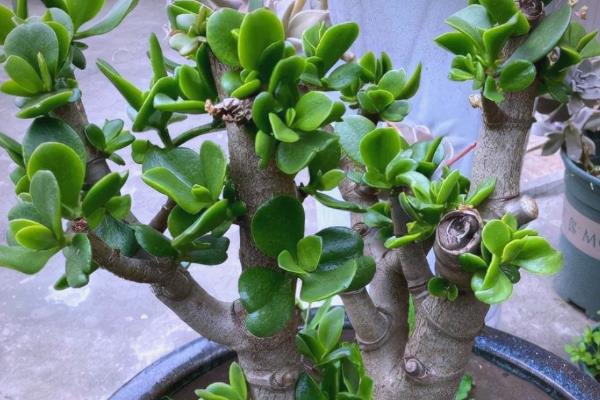 玉树花叶子发软的原因，是由于缺水所致