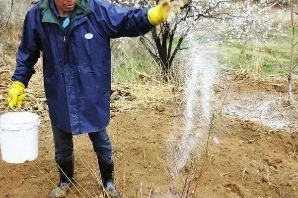 沙枣如何施肥，可采取喷施、环状沟施、放射沟施等方式