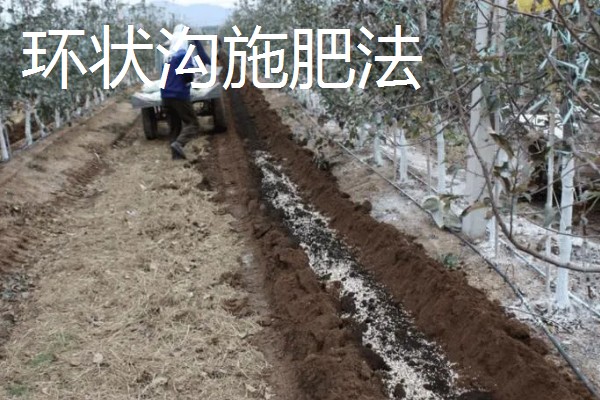 沙枣如何施肥，可采取喷施、环状沟施、放射沟施等方式