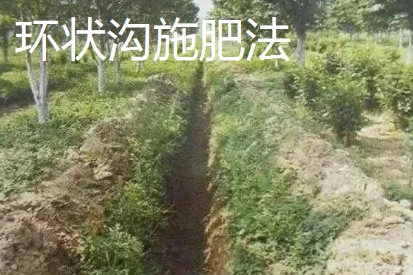 沙枣如何施肥，可采取喷施、环状沟施、放射沟施等方式