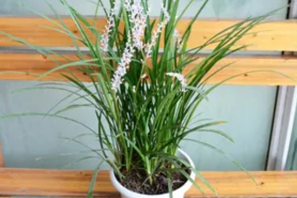 吉祥草怎么养殖，平时让土壤保持湿润