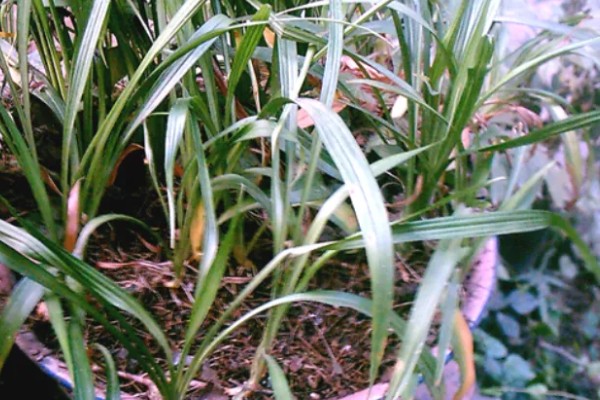 吉祥草怎么养殖，平时让土壤保持湿润