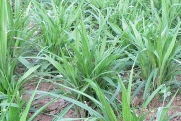 吉祥草怎么养殖，平时让土壤保持湿润
