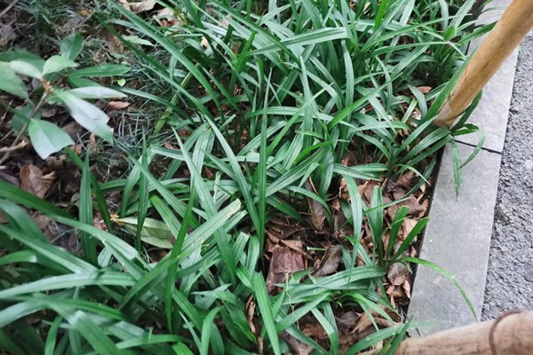 吉祥草怎么养殖，平时让土壤保持湿润