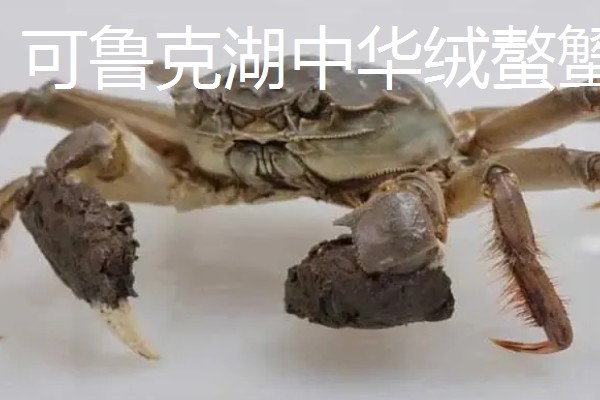 青海省德令哈市的特产,有白刺果、景阳杂碎汤等