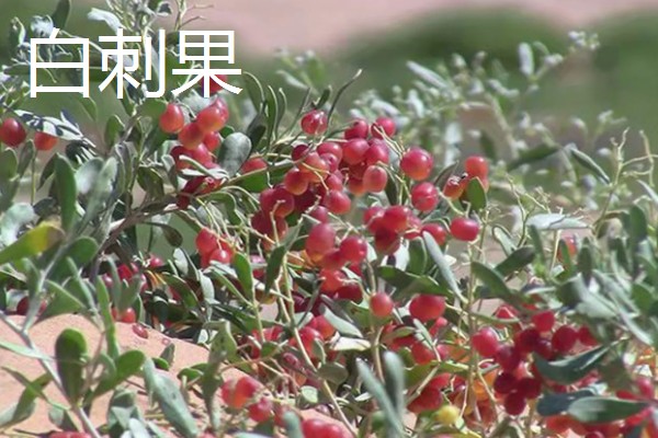 青海省德令哈市的特产,有白刺果、景阳杂碎汤等