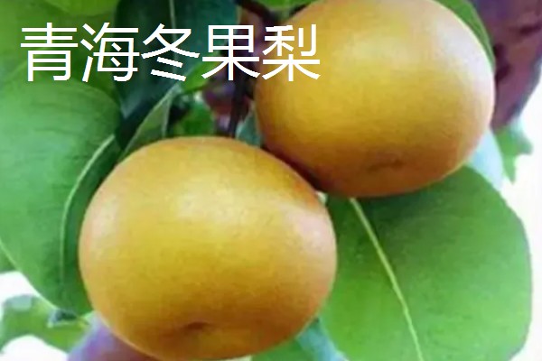 青海省德令哈市的特产,有白刺果、景阳杂碎汤等