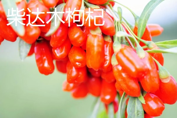 青海省德令哈市的特产,有白刺果、景阳杂碎汤等