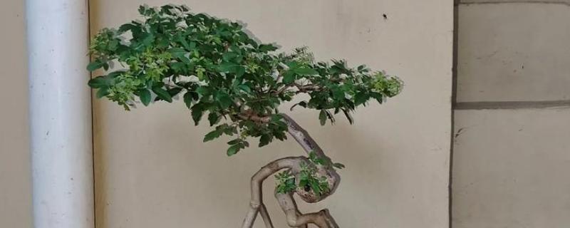 家里能不能种黄皮树，家里是可以种黄皮树的