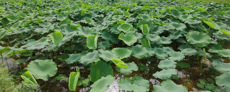 莲藕怎么种植，苗期追施氮磷钾复合肥
