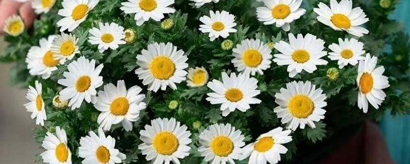 哪些菊花不能养在家里，所有品种均可在家养护