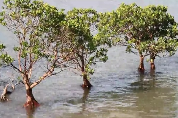 “海岸卫士”的红树林是某一种树吗，并非是单一树种