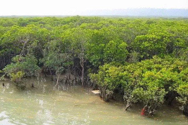 “海岸卫士”的红树林是某一种树吗，并非是单一树种
