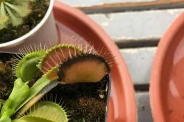 捕蝇草如何浇水，要直接将水分浇灌到土壤中
