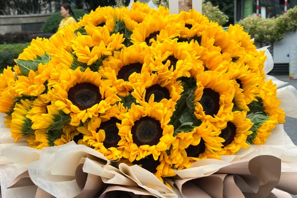15朵向日葵的花语,寓意为你心动、幸福无边等