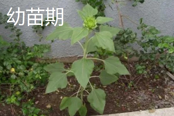 15朵向日葵的花语,寓意为你心动、幸福无边等