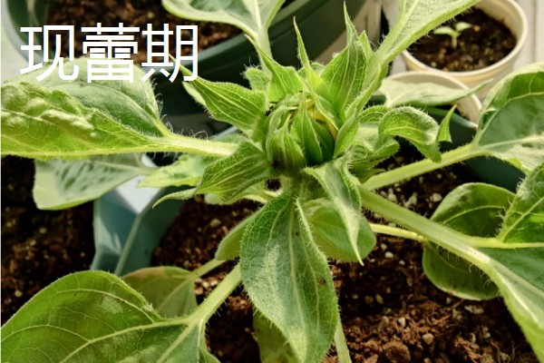 15朵向日葵的花语,寓意为你心动、幸福无边等