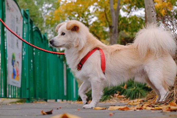 狗狗为什么会伸舌头喘气，会通过吐舌头的方式降低体温