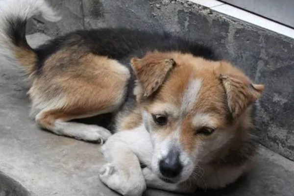 狗狗为什么会伸舌头喘气，会通过吐舌头的方式降低体温